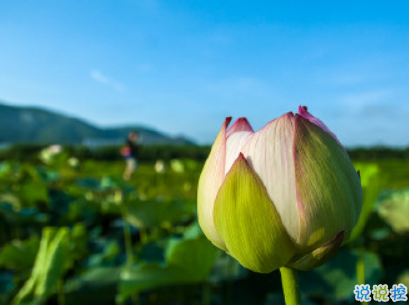 夏天可以发的文艺说说带图片 夏日清凉说说心情短语13